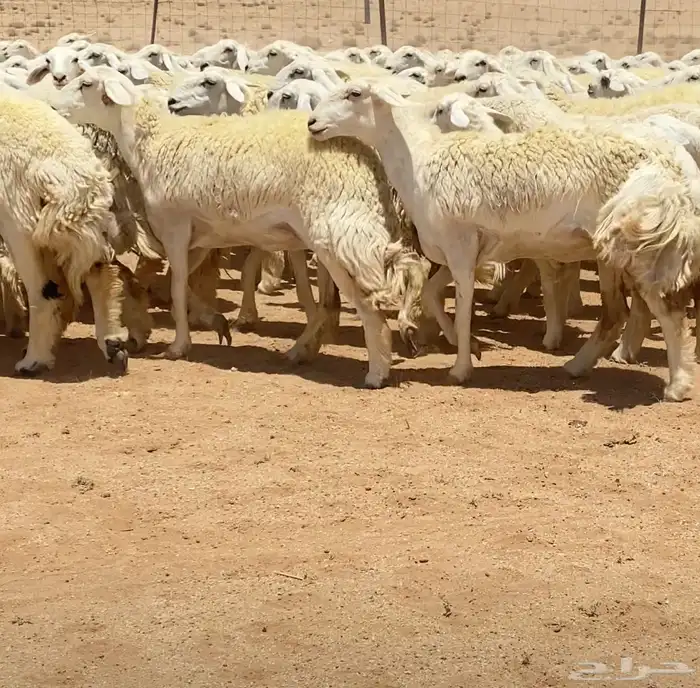 رخال حريات جذعات مراح 316 راس ( تم البيع ) 16