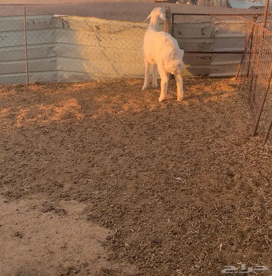 طلي 0
