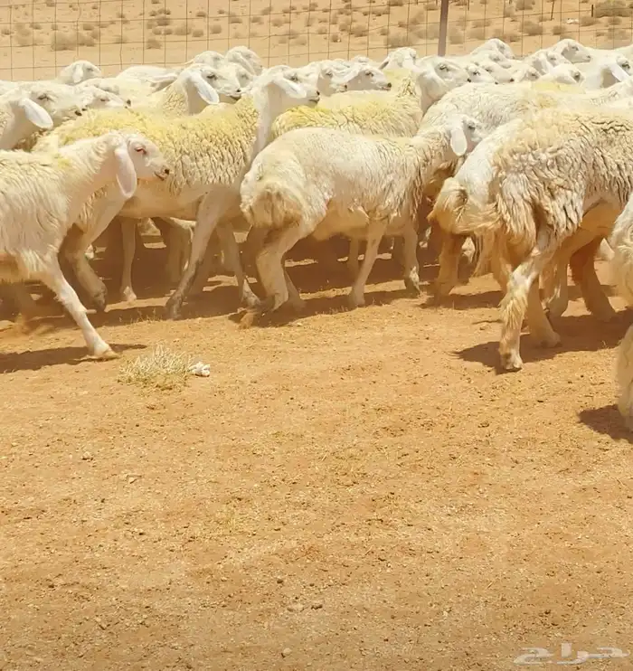 رخال حريات جذعات مراح 316 راس ( تم البيع ) 12