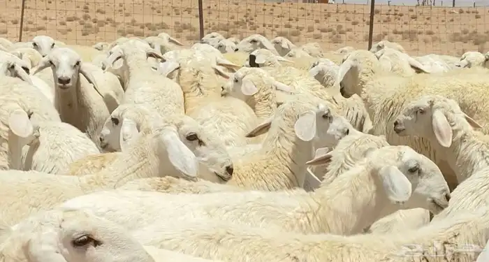 رخال حريات جذعات مراح 316 راس ( تم البيع ) 18