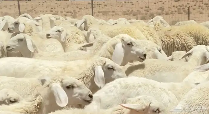 رخال حريات جذعات مراح 316 راس ( تم البيع ) 20