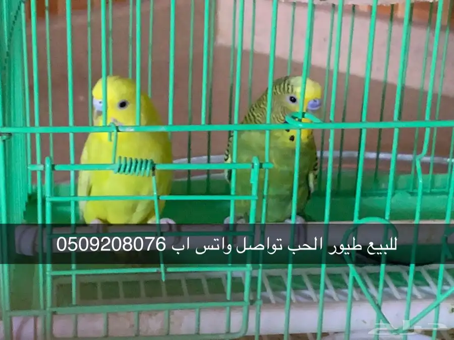 طيور الحب 0