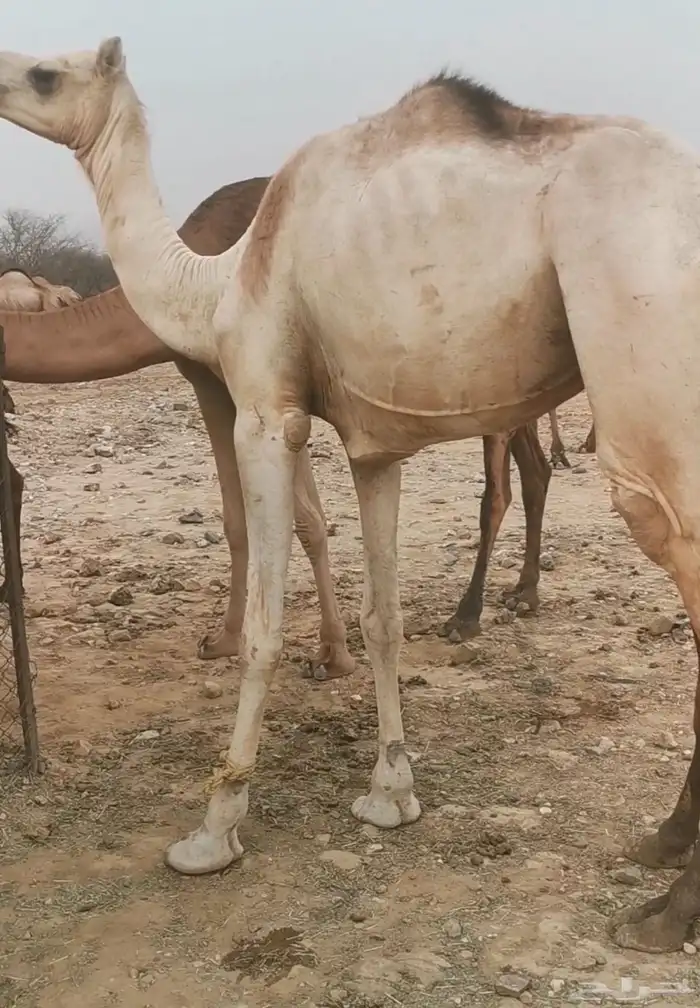 بكرة ثنيه للبيع 0