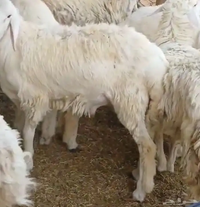 حريات عدد 23 للبيع جملة او تفريد 2