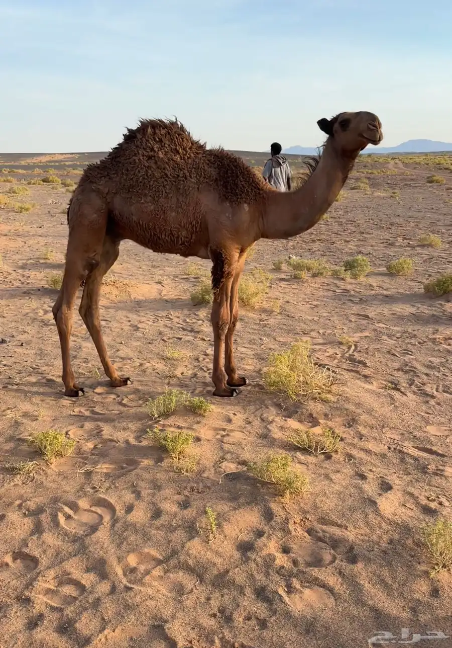 حشو بريات 0