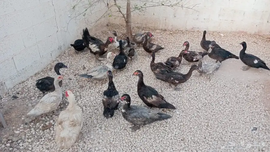 بط مسكوفي 0