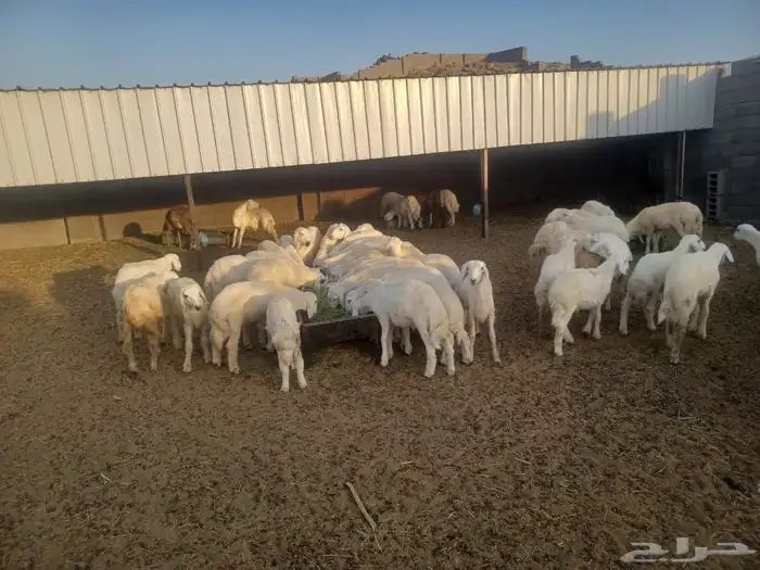 طليان ورخال ذبايح حري للمناسبات والزواجات والمطابخ 2