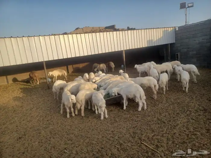 طليان ورخال ذبايح حري للمناسبات والزواجات والمطابخ 1