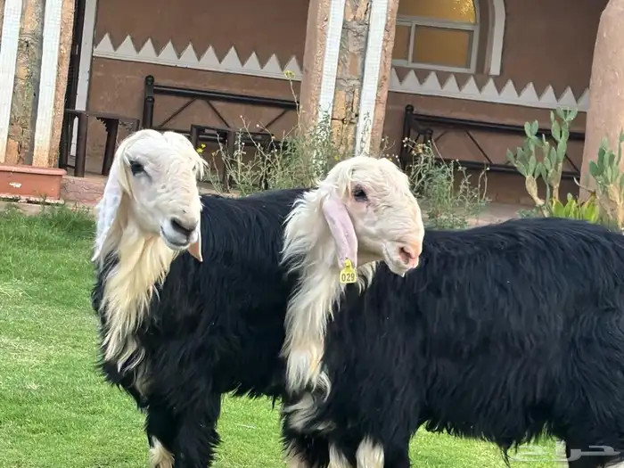 مشاريع فحول كفوو 1
