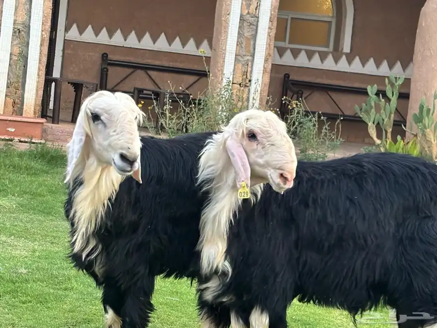 مشاريع فحول كفوو 1