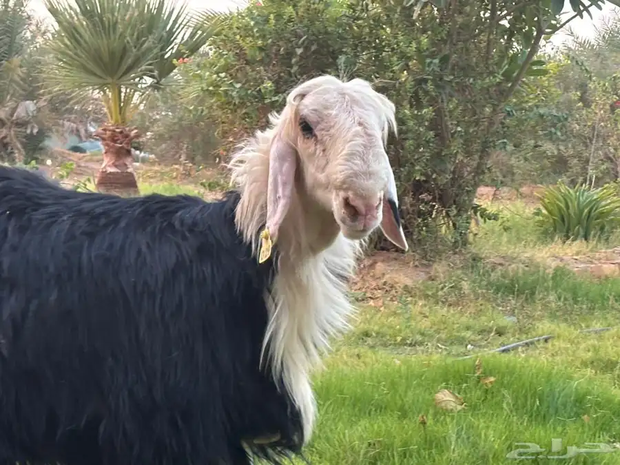مشاريع فحول كفوو 6