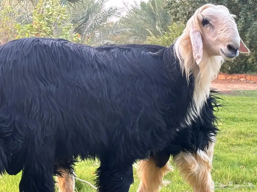 مشاريع فحول كفوو 7