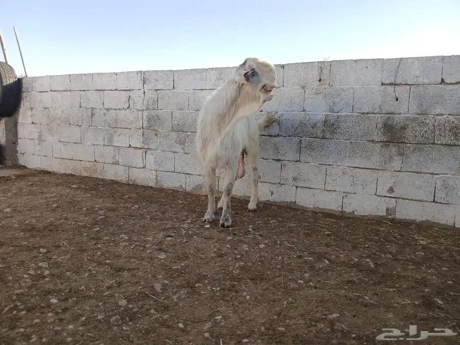 تيس شامي خصم منتج انتاج فردي شرط 1