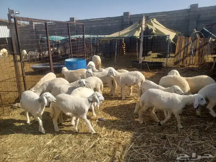 طليان ورخال ذبايح حري للمناسبات والزواجات والمطابخ 5