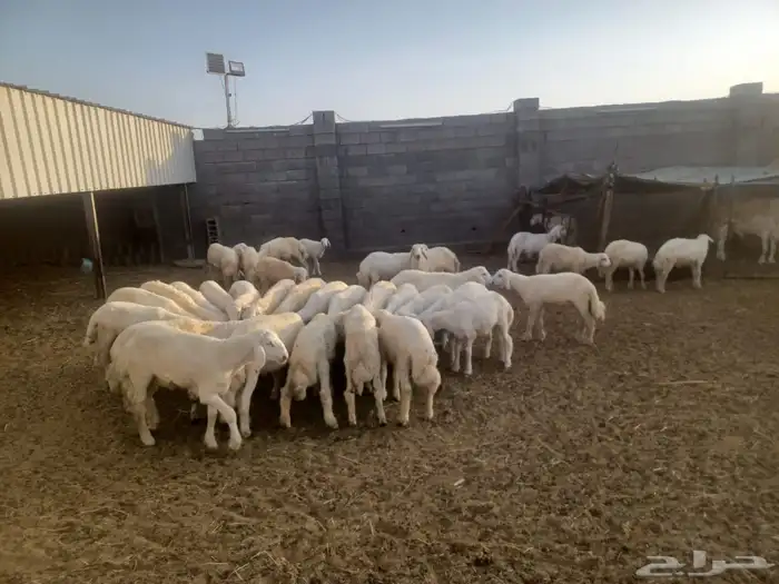 طليان ورخال ذبايح حري للمناسبات والزواجات والمطابخ 0