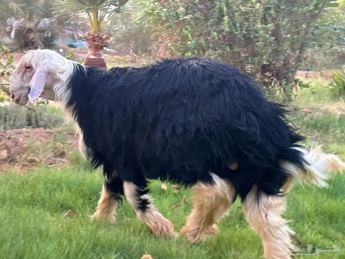 مشاريع فحول كفوو 5