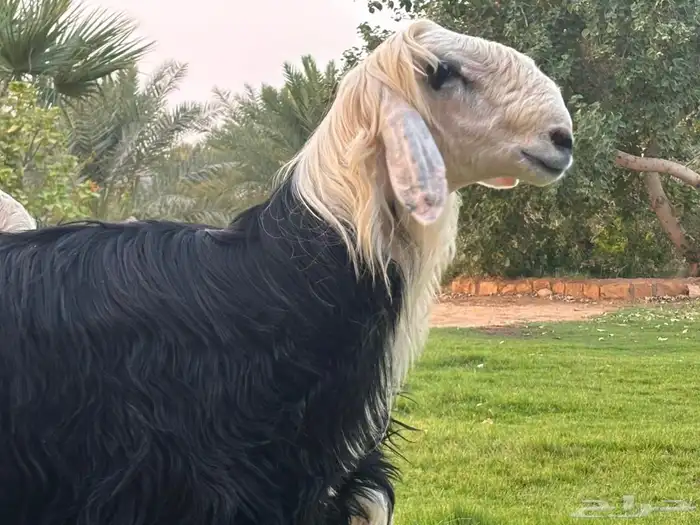 مشاريع فحول كفوو 8