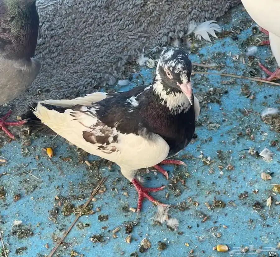 الجوز ب 20 و عندي كم حمامه مااحتاجها للي يبغاها 2