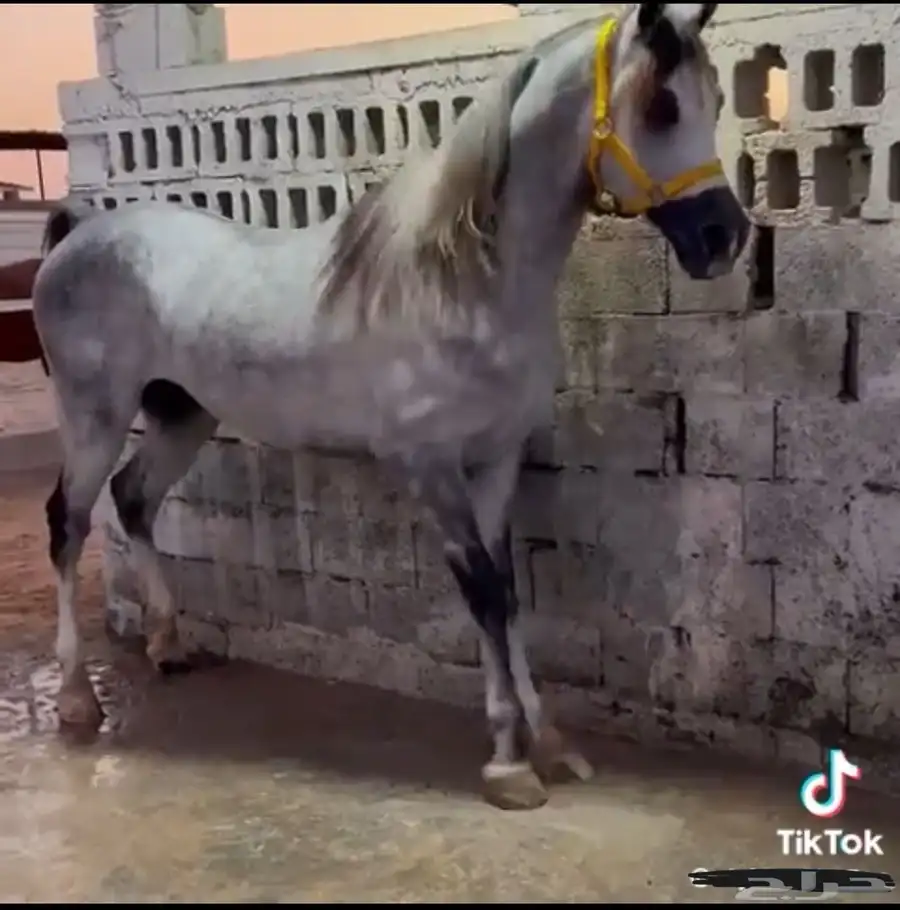 فرس شعبيه فاخره ماشاءالله تبارك الله 10