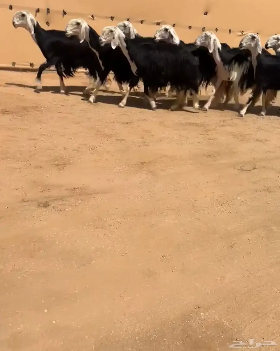 شياه نجد صنف 0
