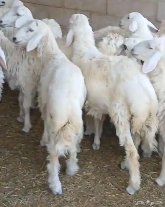 حريات عدد 23 للبيع جملة او تفريد 1