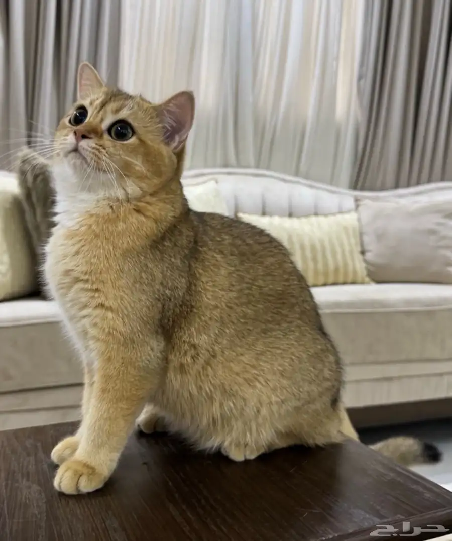 سكوتش جولد ستريت بيور 1