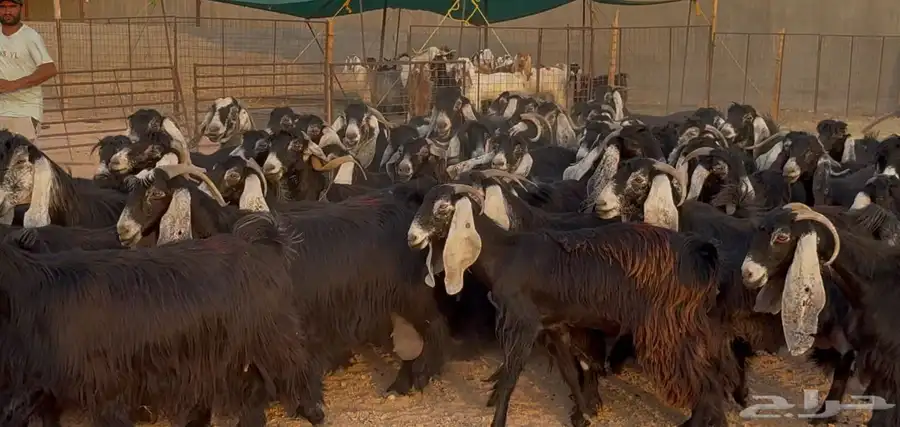 مراح معزا عوارض ربش طيبه الغالب دفيع شرط العدد 73 بالفحل 8