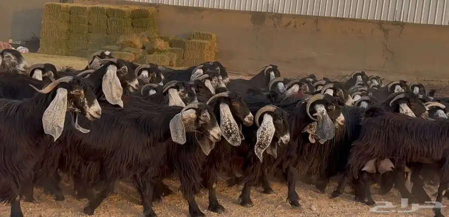 مراح معزا عوارض ربش طيبه الغالب دفيع شرط العدد 73 بالفحل 3