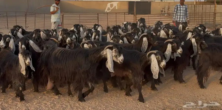 مراح معزا عوارض ربش طيبه الغالب دفيع شرط العدد 73 بالفحل 9