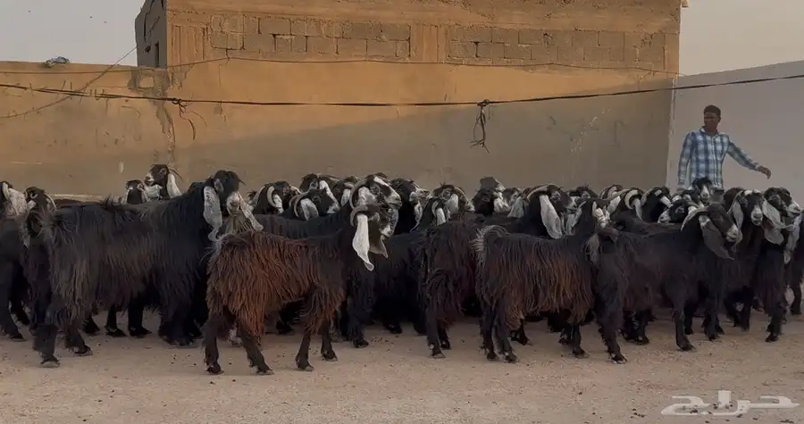 مراح معزا عوارض ربش طيبه الغالب دفيع شرط العدد 73 بالفحل 1