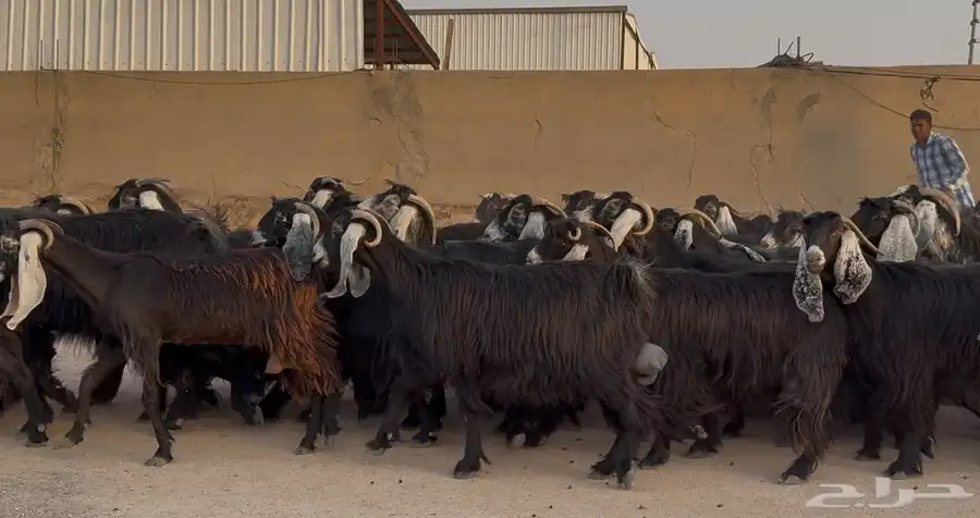 مراح معزا عوارض ربش طيبه الغالب دفيع شرط العدد 73 بالفحل 7
