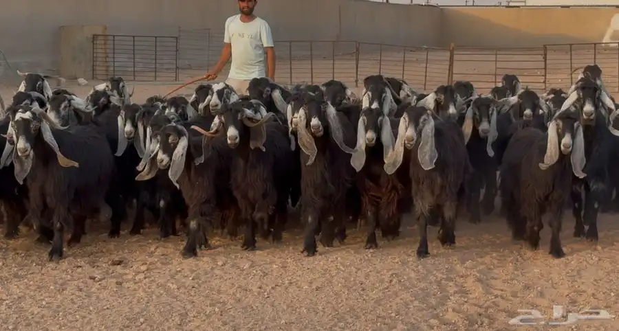 مراح معزا عوارض ربش طيبه الغالب دفيع شرط العدد 73 بالفحل 0