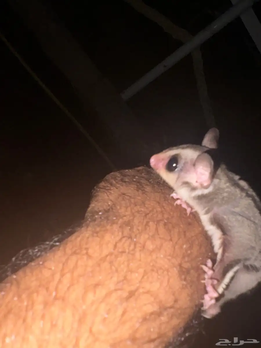 فرخ سناجب للبيع اليف جدا  ومفطوم ياكل 3