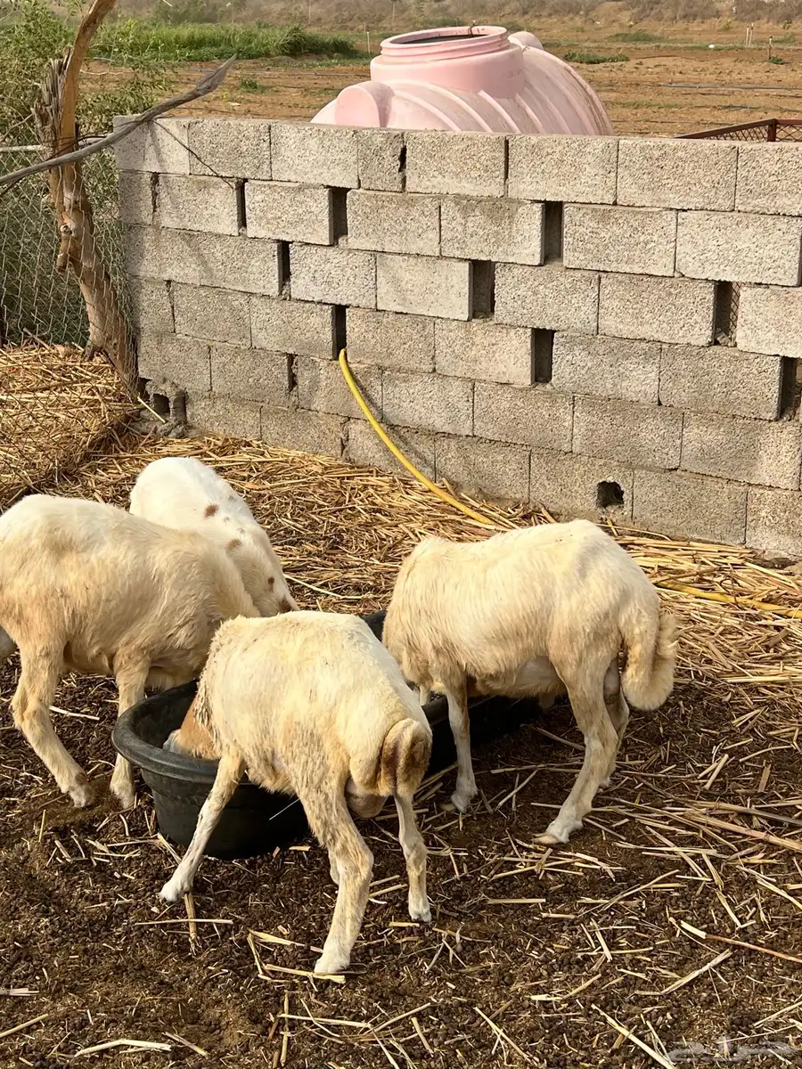 فران للبيع 1