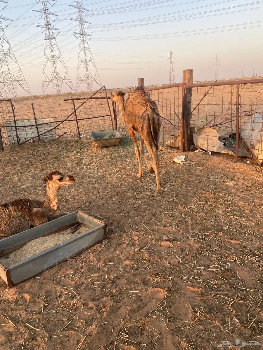 مفروده صفراء للبيع 4