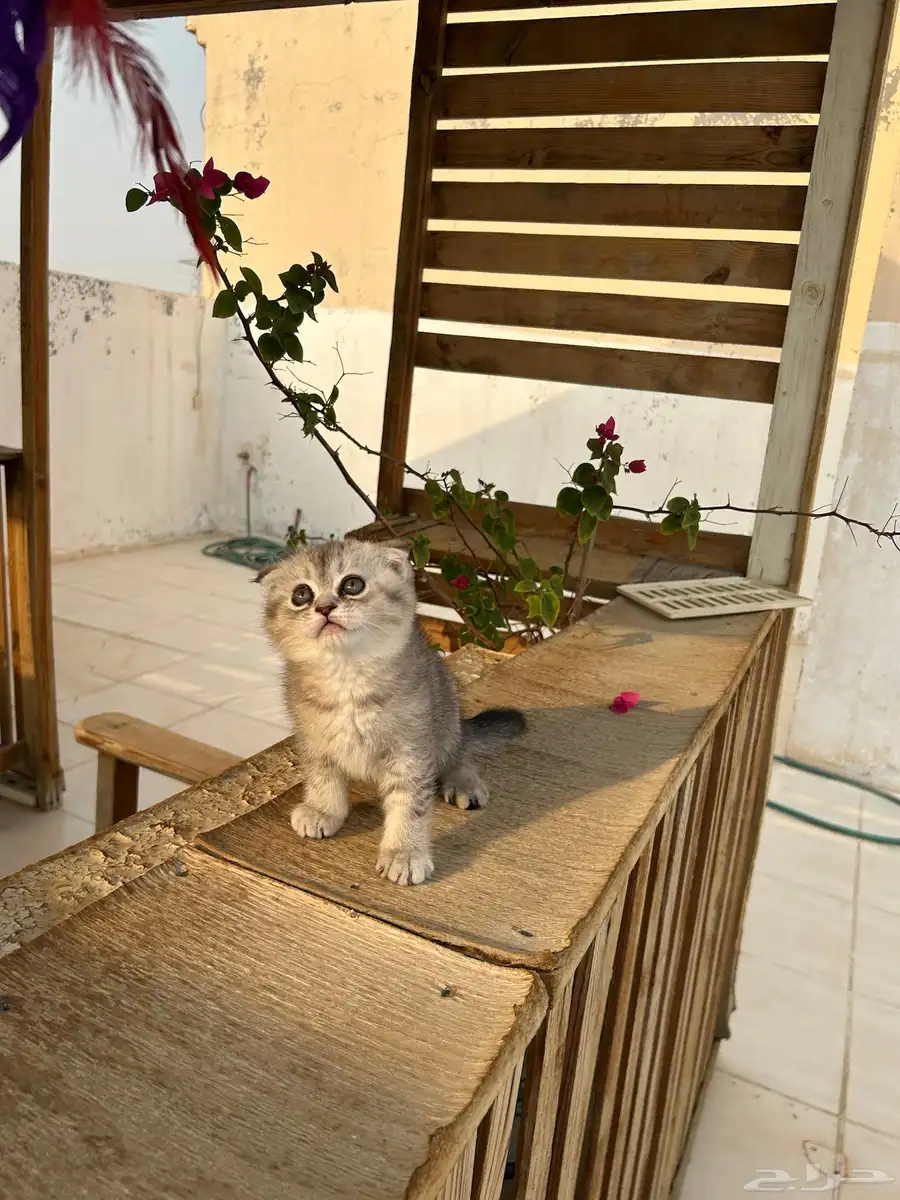 قطط كيتن سكوتش فولد وستريت شورت هيرللبيييع 2