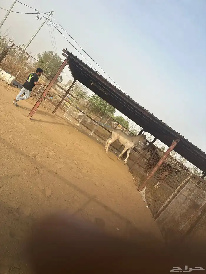 عسف خيول في قرية الجروب 2