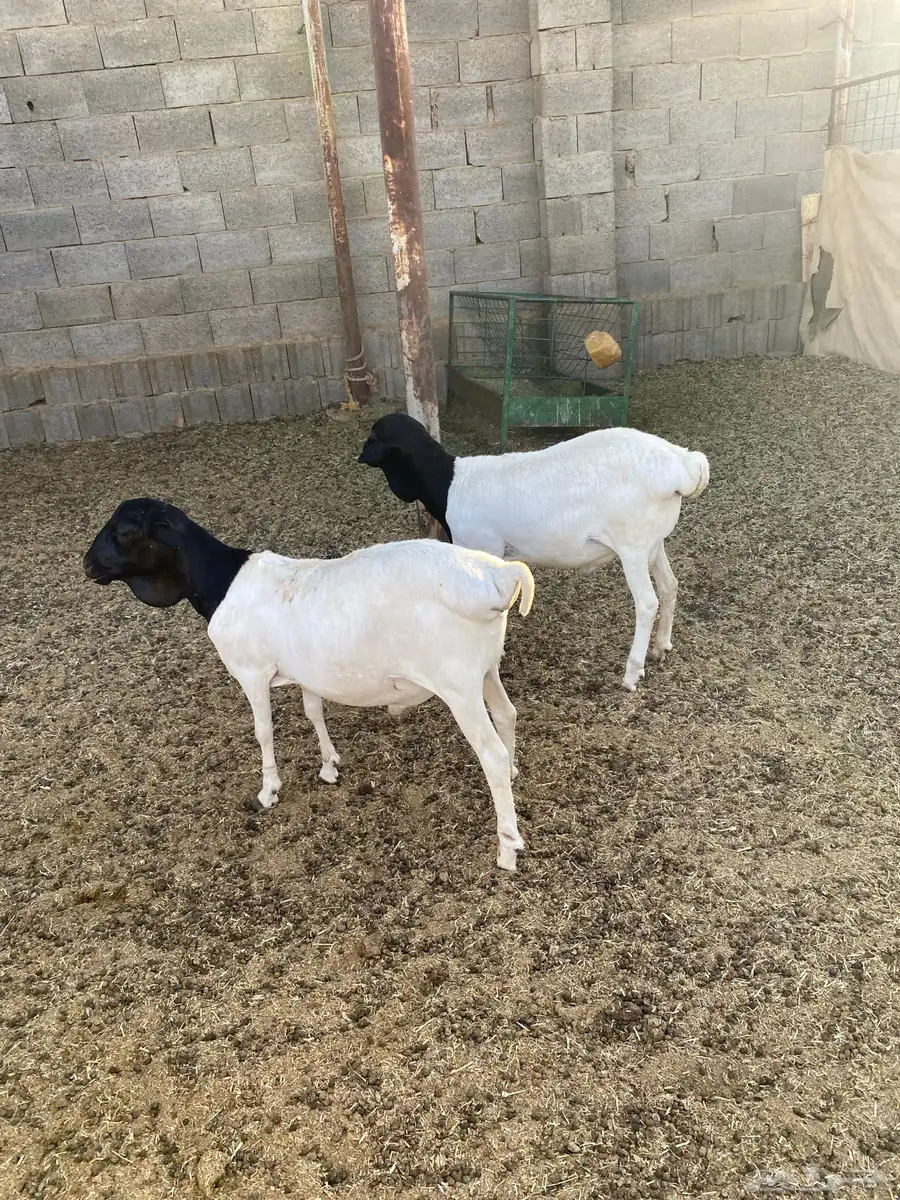 برابر بربري ذبح 2
