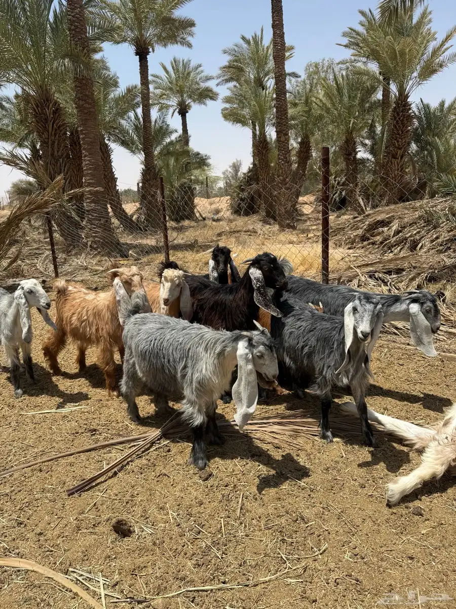 تيوس 2