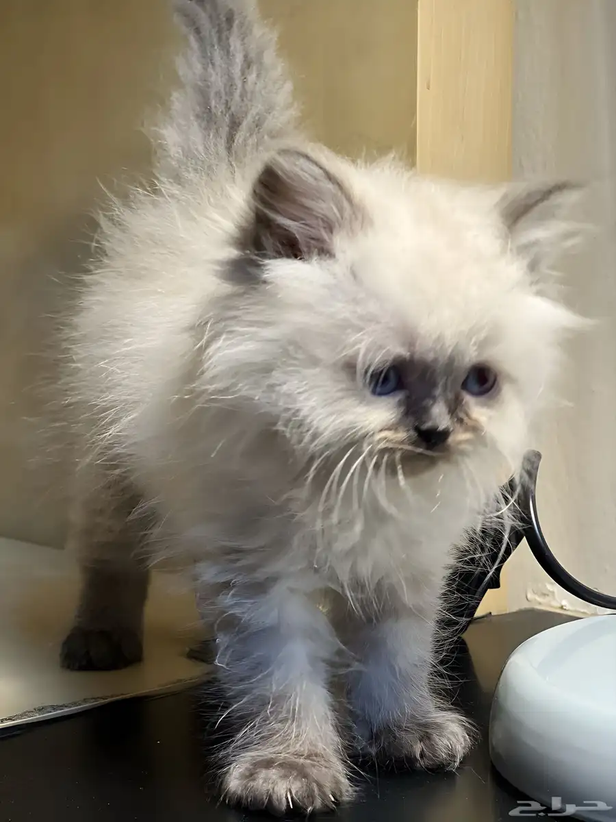 Himalyan Blue Point Kitten 1