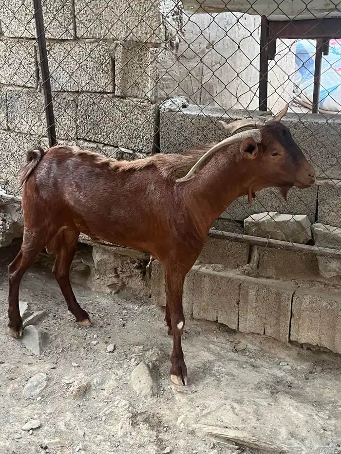 تيس مشروط 1