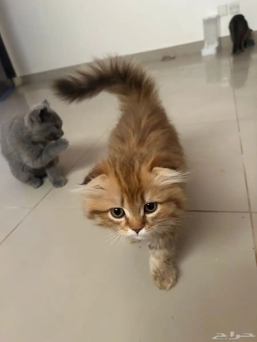 قطط 0