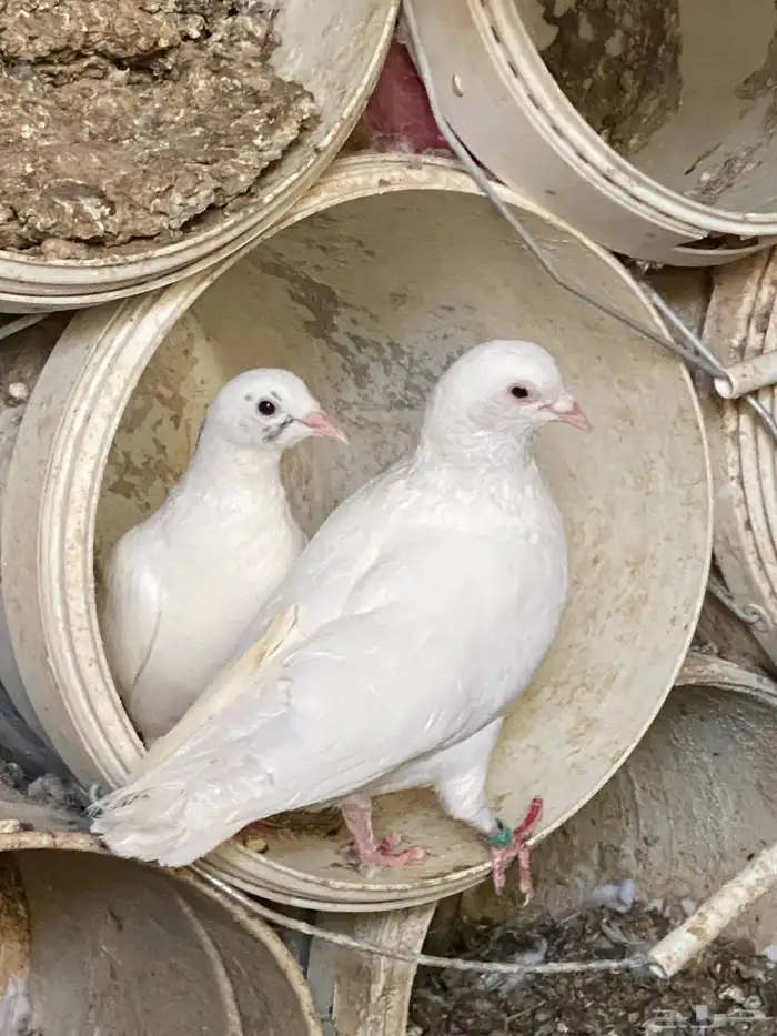 حمام مشكل مفروزات 0