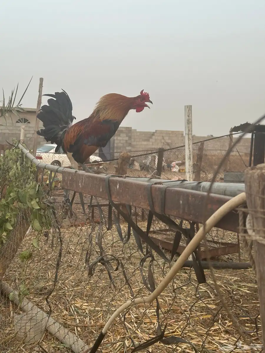 ديك بلدي افرق 2