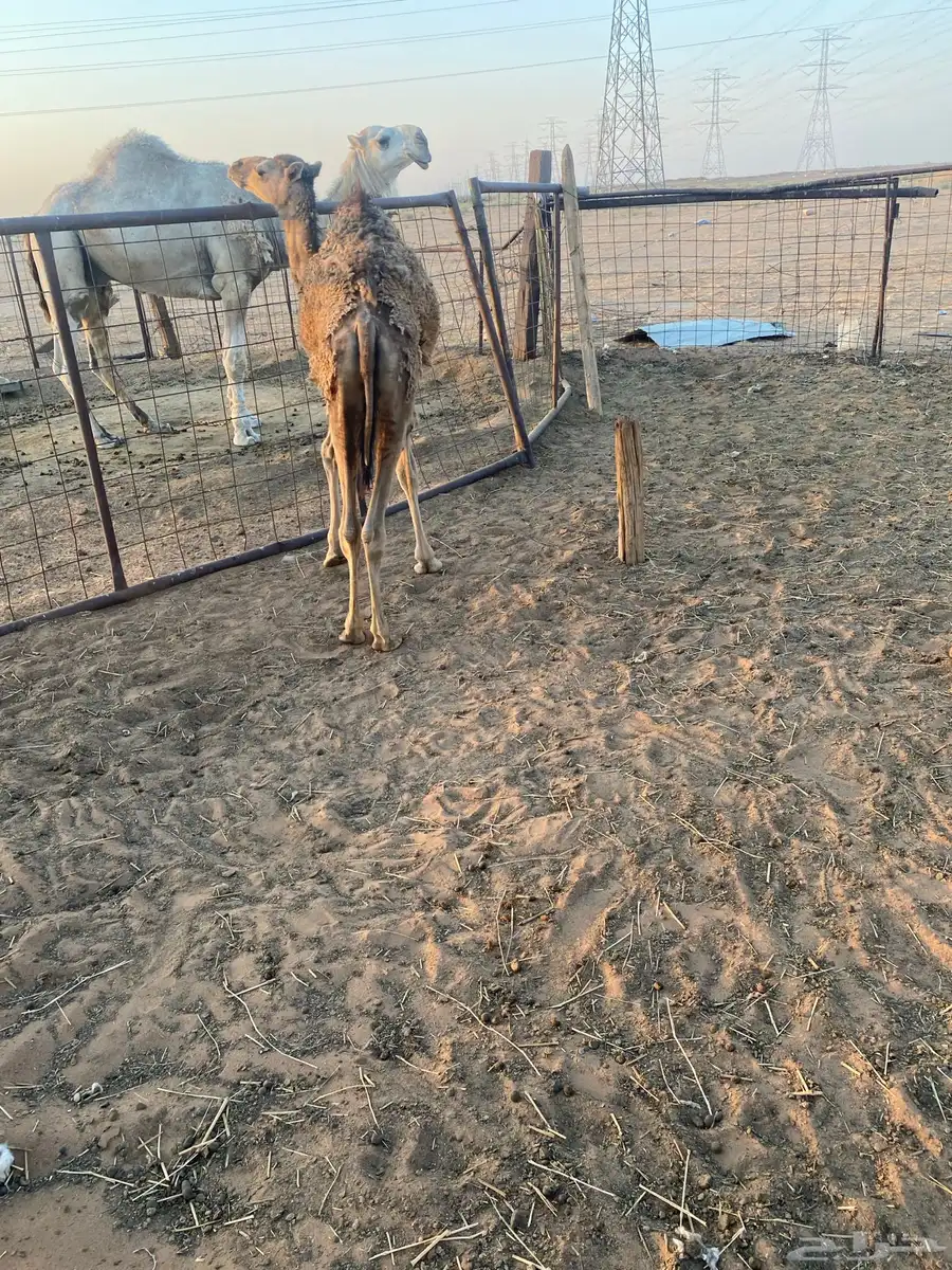 مفروده صفراء للبيع 3