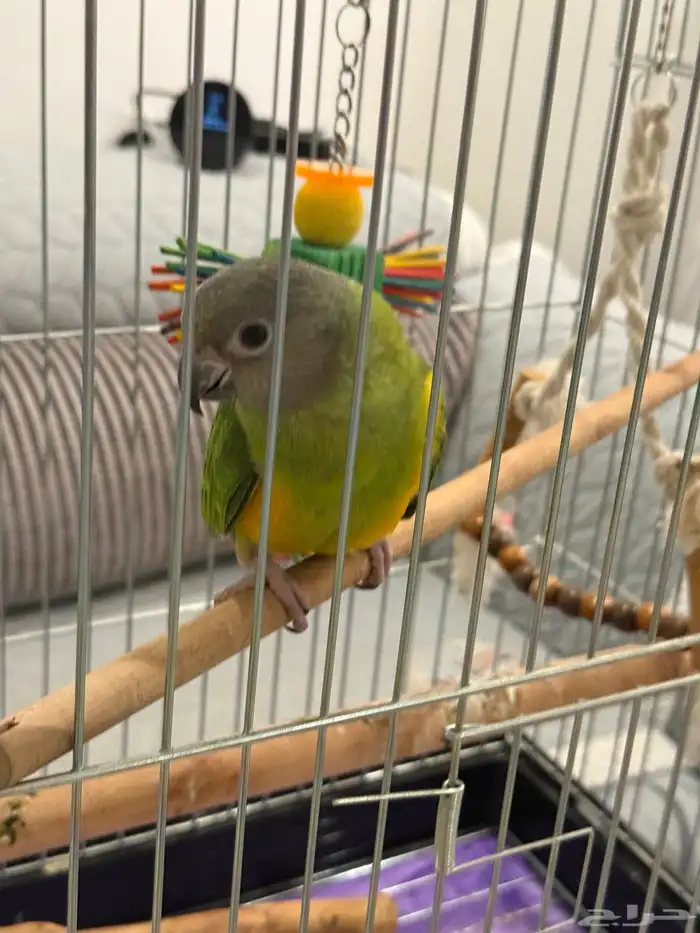 طير سينغالي هدد قمة في الولافة (تم البيع) (تم البيع) 4