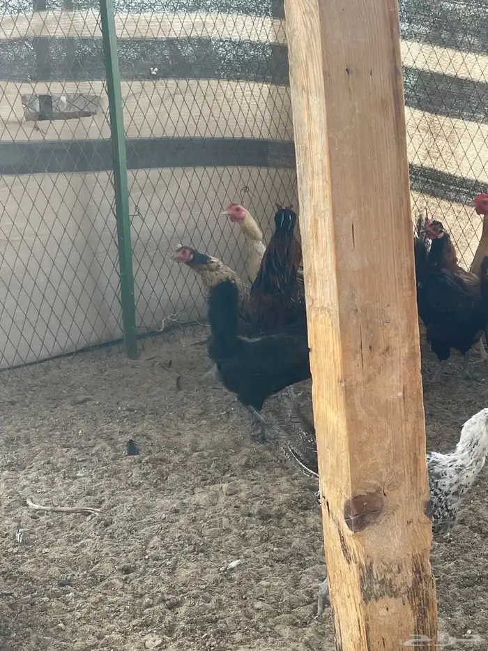 دجاج بياض 3