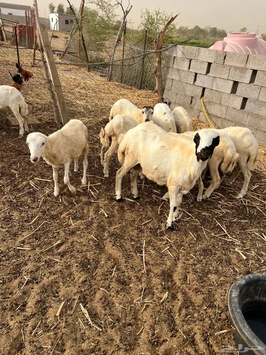 فران للبيع 3