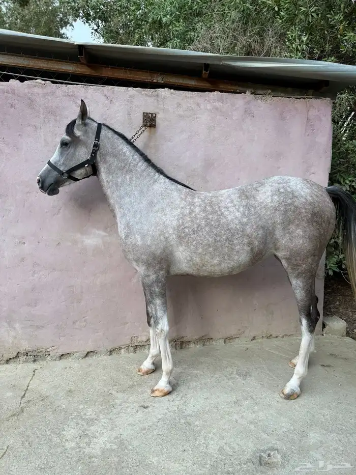 مهره شعبية 1
