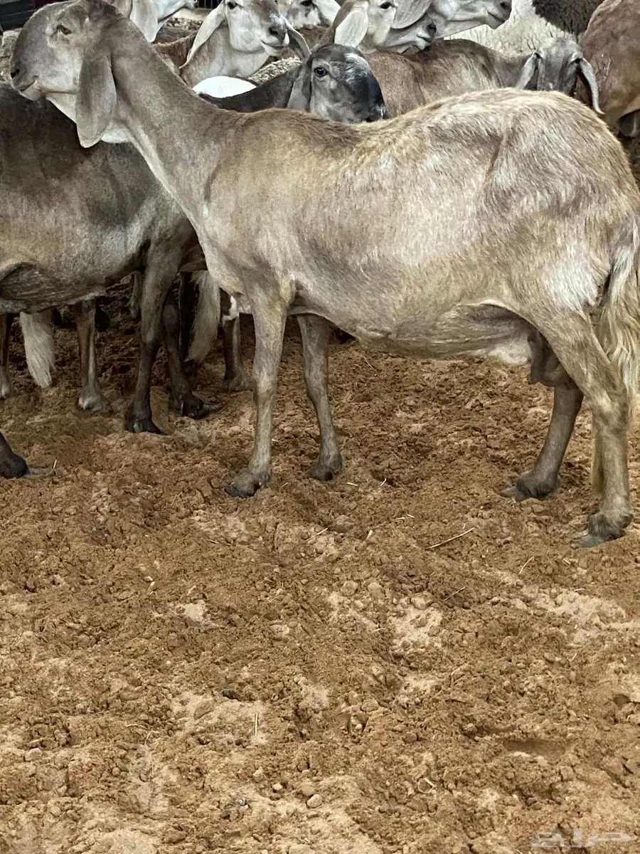 مراح سواكن 1
